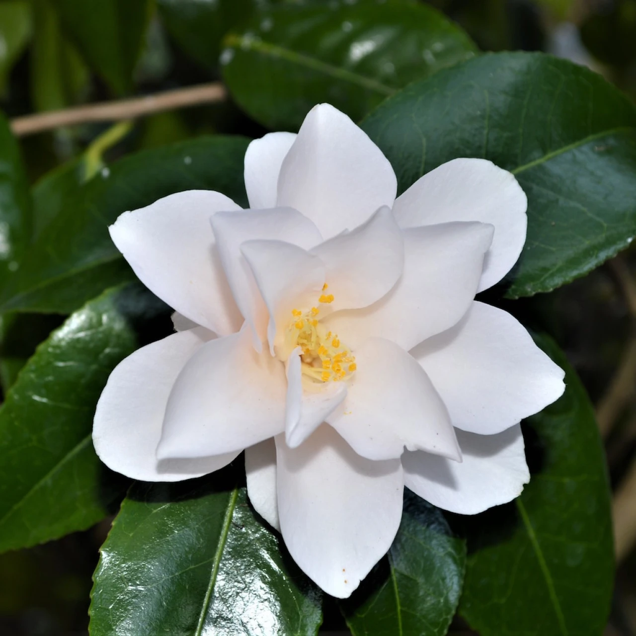 Magnoliaeflora